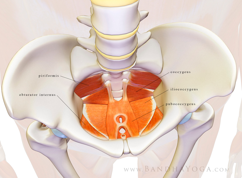 Anatomy of the pelvic floor